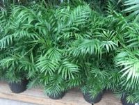 ������� Chamaedorea palm