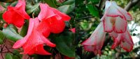 ��������� ( Lapageria rosea )