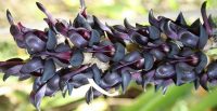 ������ ( Mucuna nigricans )