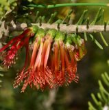 ���������� ( Calothamnus hirsutus )