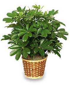 Schefflera ��� "����� �����"