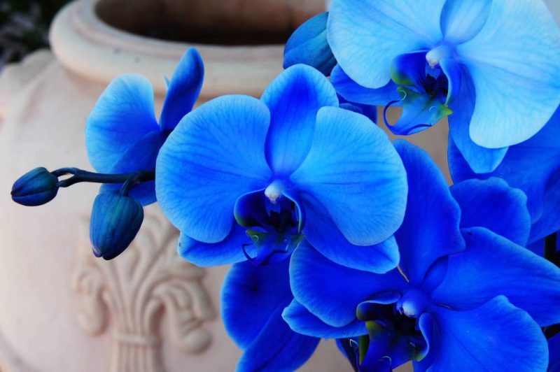 �������� ( Clitoria ternatea )