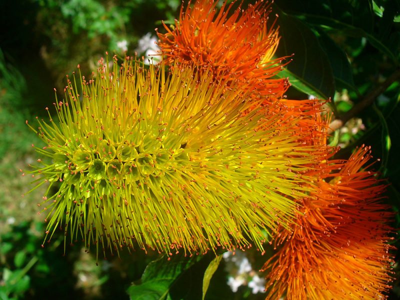 ��������� ( Combretum microphyllum )