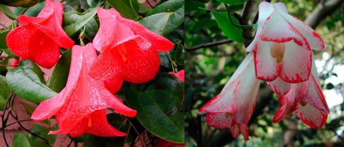 ��������� ( Lapageria rosea )