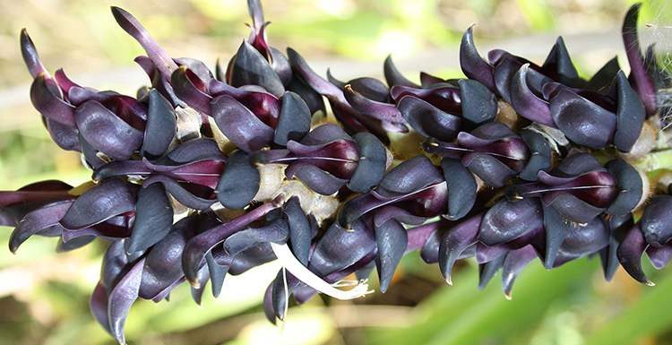 ������ ( Mucuna nigricans )