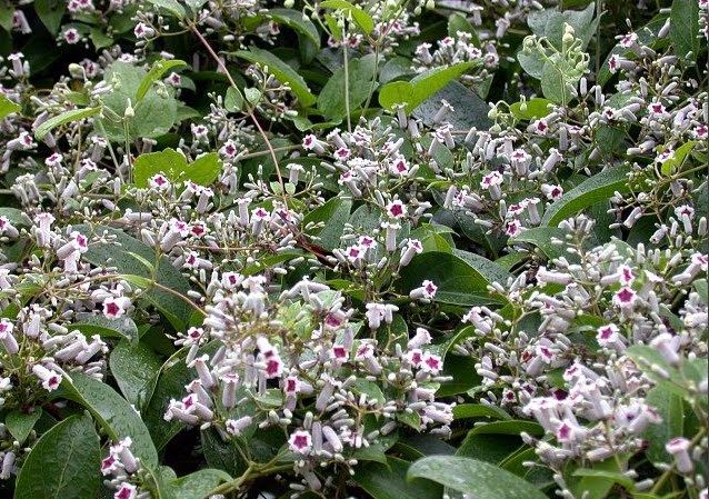 �������� ( Paederia foetida )